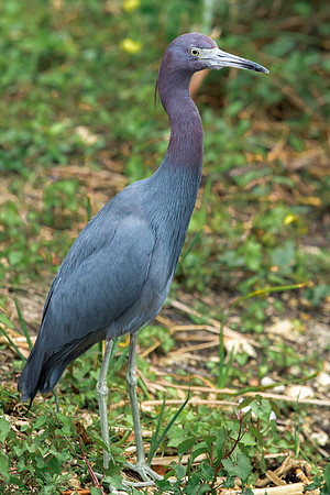 Little blue Heron