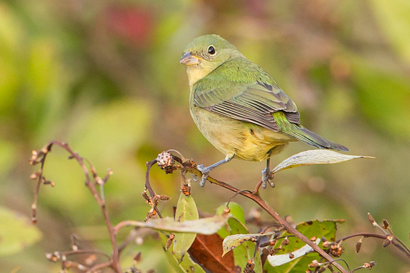 Painted Bunting