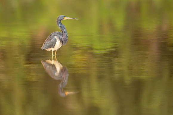 Tricolored Heron