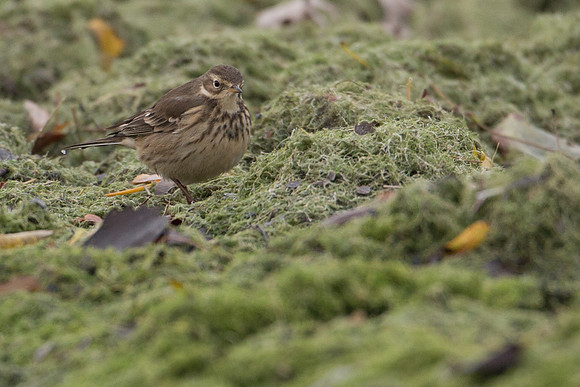 Pipit