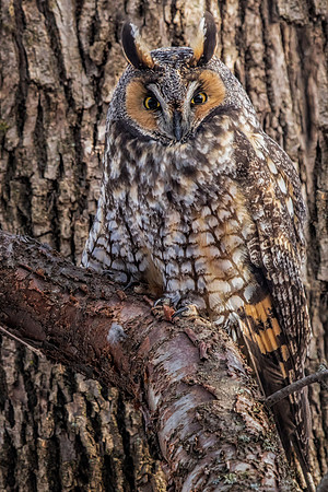 Long-eared Owl