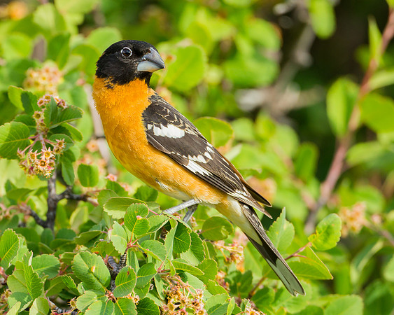 Black-headed Grosbeak