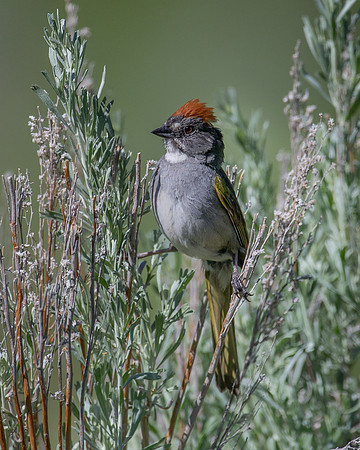 Green-tailed Towhee