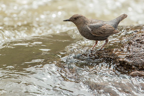 American Dipper