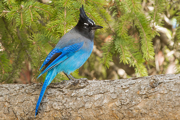 Steller's Jay