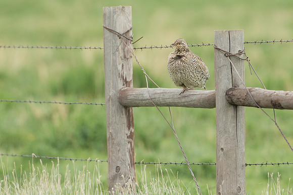 Sharp-tailed Grouse