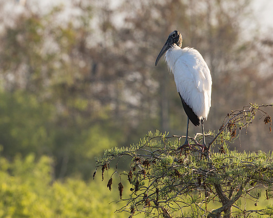 Wood Stork