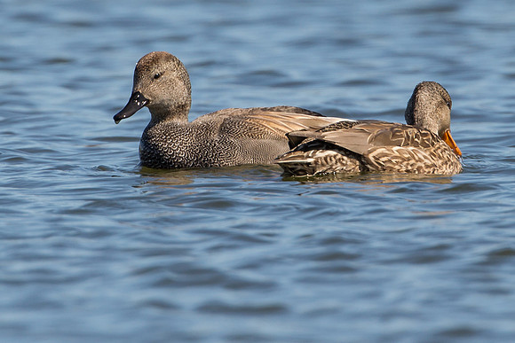 Gadwall