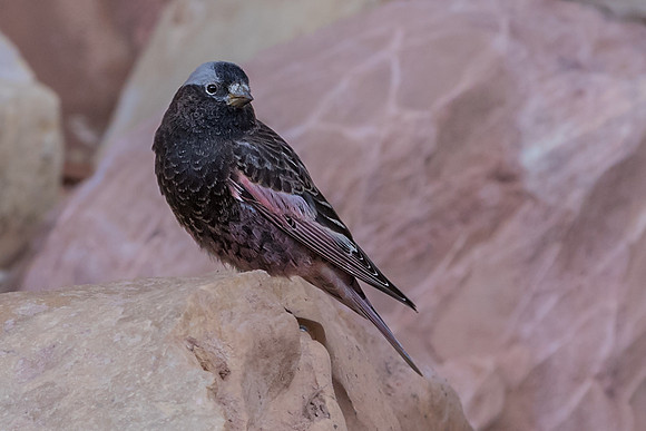 Black Rosy Finch