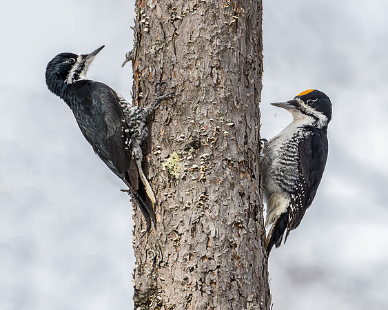 Black-backed Woodpecker