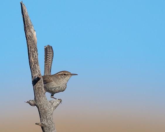 Bewick's Wren