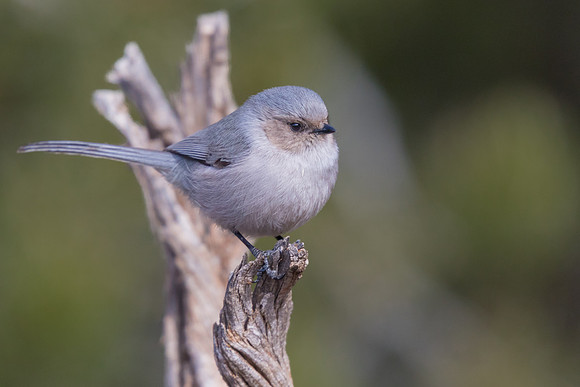 Bushtit