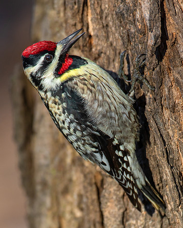 Yellow-bellied Sapsucker