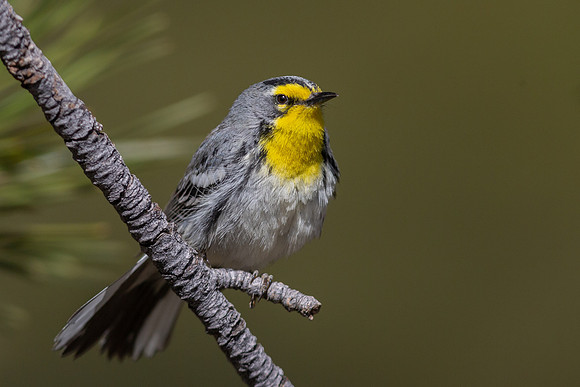 Grace's Warbler