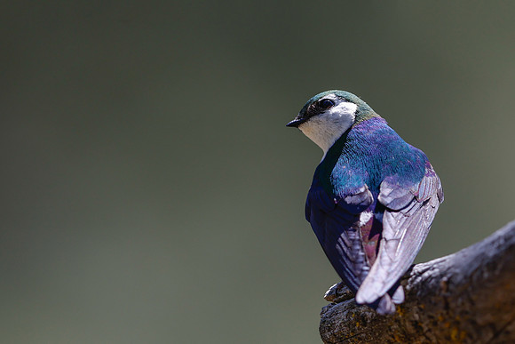 Violet-green Swallow