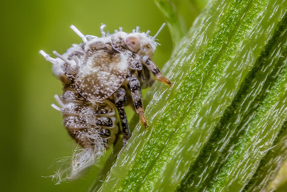 Planthopper Nymph