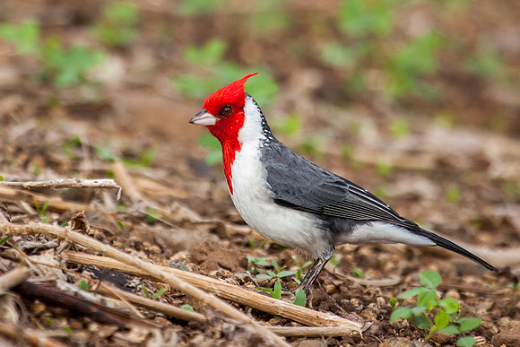 Red-crested Cardinal         (Hawaii Introduced)
