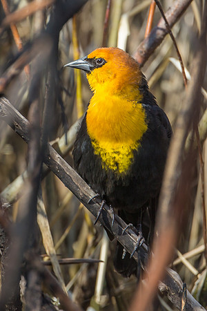 Yellow-headed Blackbird