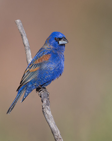 Blue Grosbeak