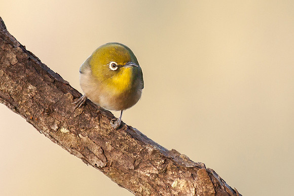 Japanese White-eye (Hawaii Introduced)