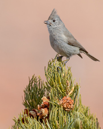 Juniper Titmouse