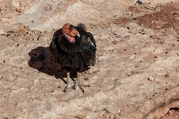 California Condor