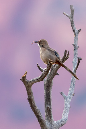 Crissal Thrasher