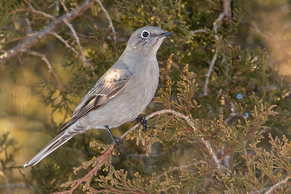 Townsend's Solitaire