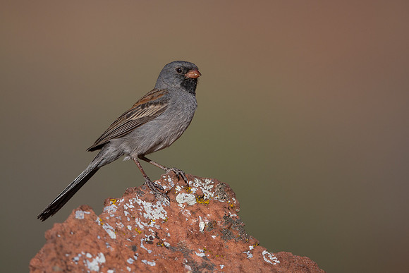 Black-Chinned Sparrow