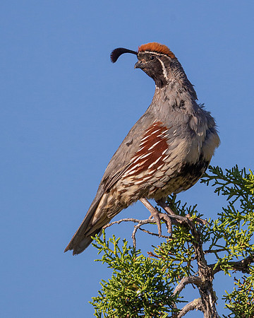 Gambel's Quail
