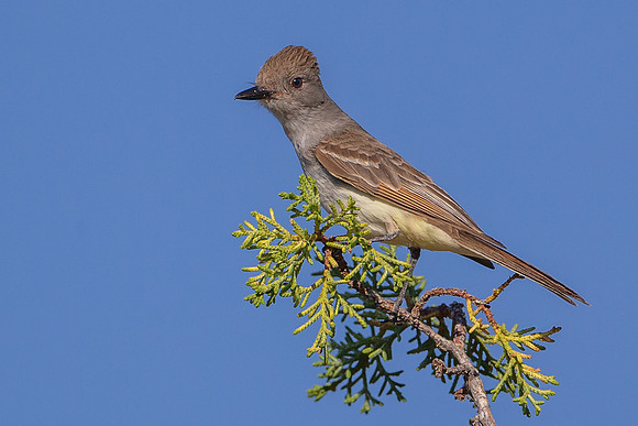 Ash-Throated Flycatcher