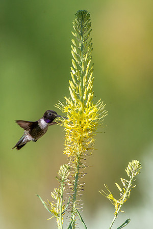 Black-Chinned hummingbird