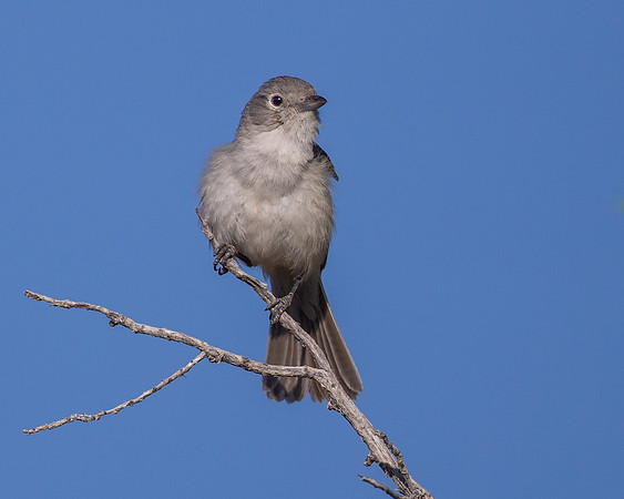 Gray Vireo