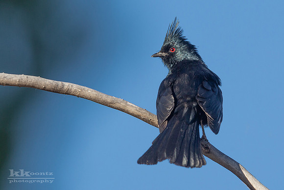 Phainopepla