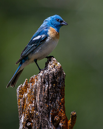 Lazuli Bunting