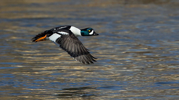 Barrow's Goldeneye