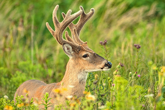Wild Aninmal