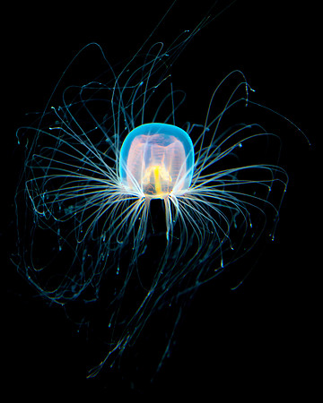 Living Thing