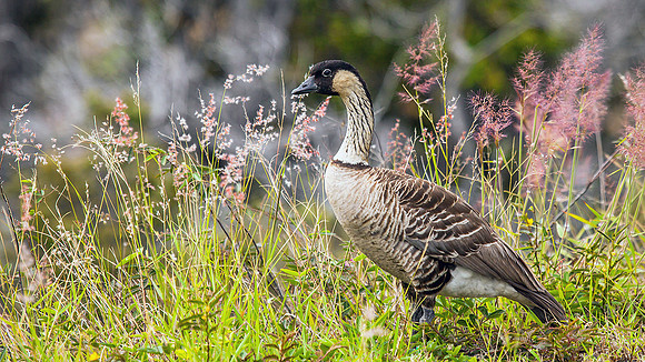 Nene (Hawaii)