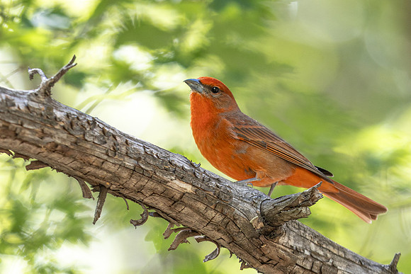 Hepatic Tanager