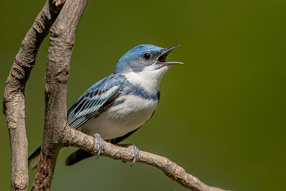 Cerulean Warbler