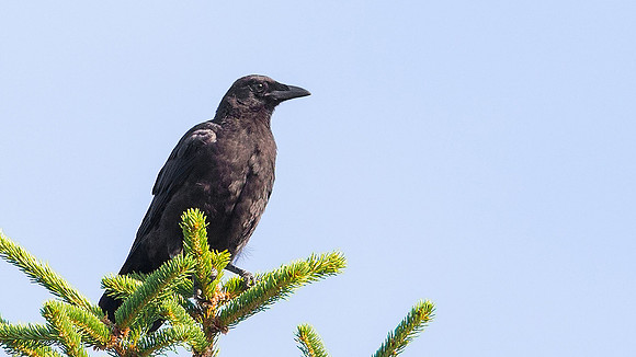 American Crow