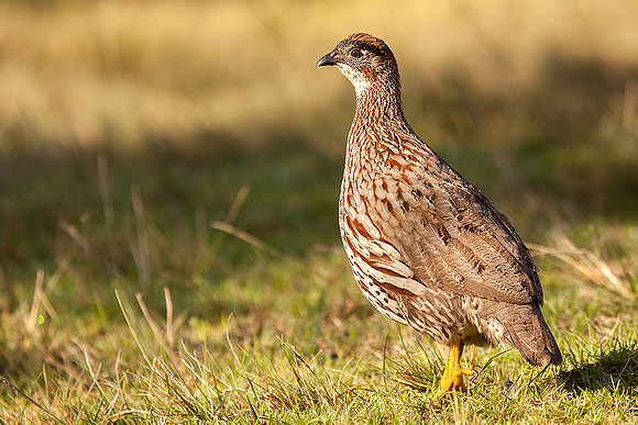 Erckel's Francolin (Hawaii Introduced)