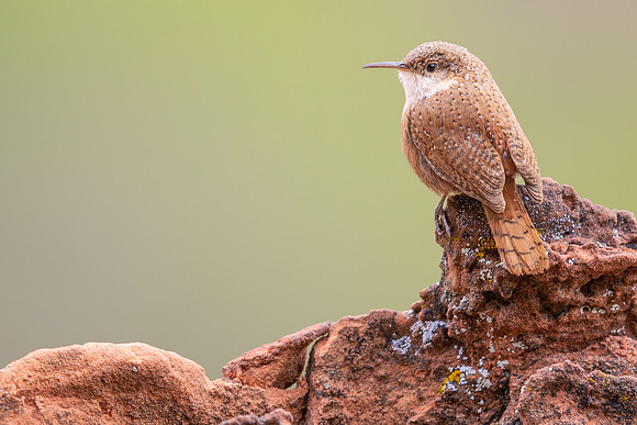 Canyon Wren