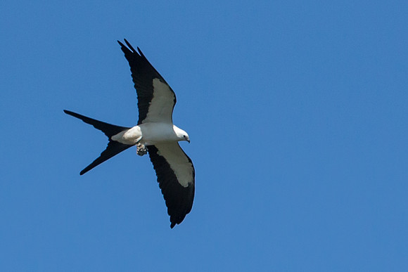 Swallow-tailed Kite