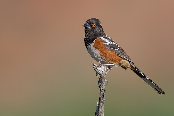 Spotted Towhee