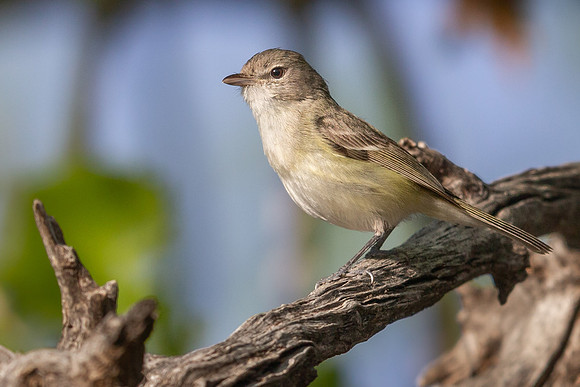 Bell's Vireo