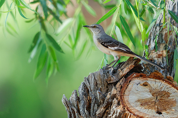 Northern Mockingbird