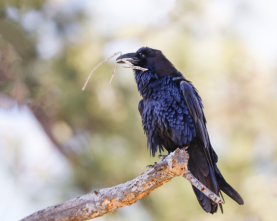 Raven