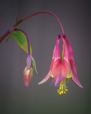 Plants/Flowers (3)